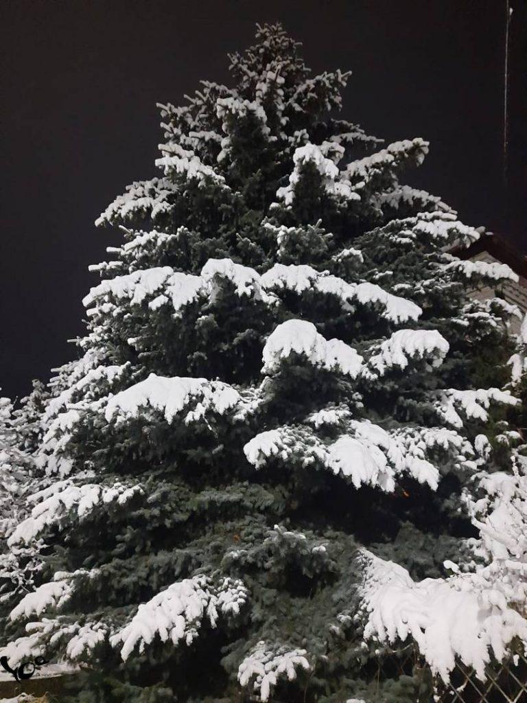 Рязанцы засняли в центре города деревья в снегу