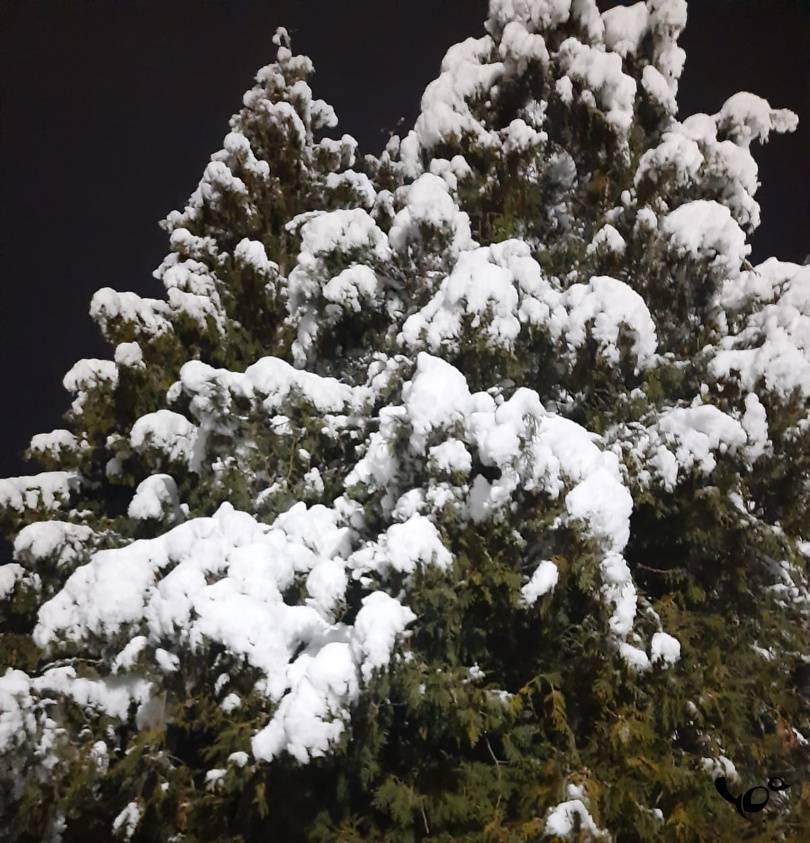 Рязанцы засняли в центре города деревья в снегу