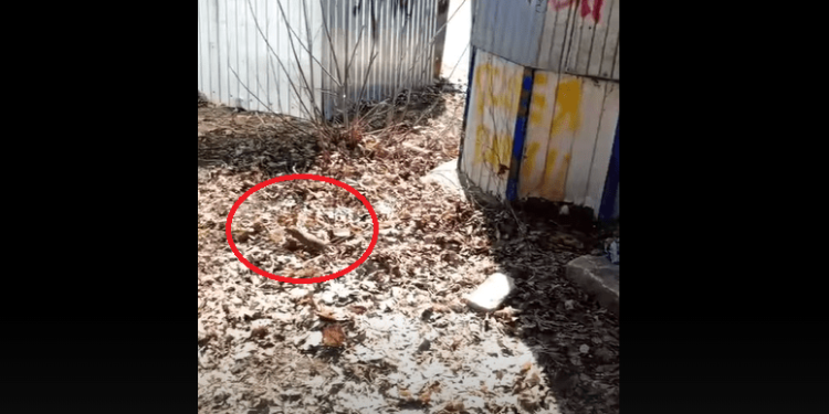 Рязанка испугалась большой крысы на мусорке в парке имени Гагарина