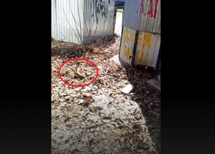 Рязанка испугалась большой крысы на мусорке в парке имени Гагарина