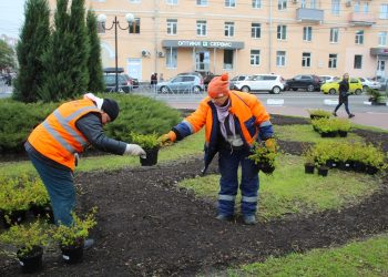 На рязанской площади Победы высадили спирею березолистную На рязанской площади Победы высадили спирею березолистную