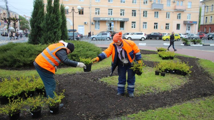 На рязанской площади Победы высадили спирею березолистную