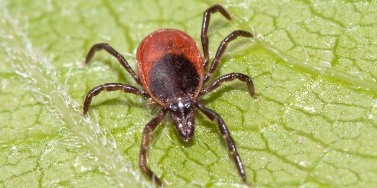 За неделю в Рязанской области от укусов клещей пострадали 23 ребенка