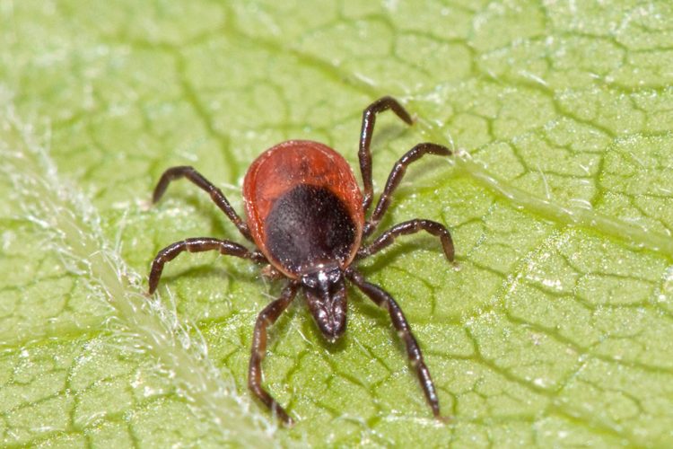 За неделю в Рязанской области от укусов клещей пострадали 23 ребенка