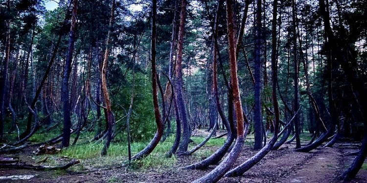 В Рязани появятся четыре тысячи гектаров нового леса