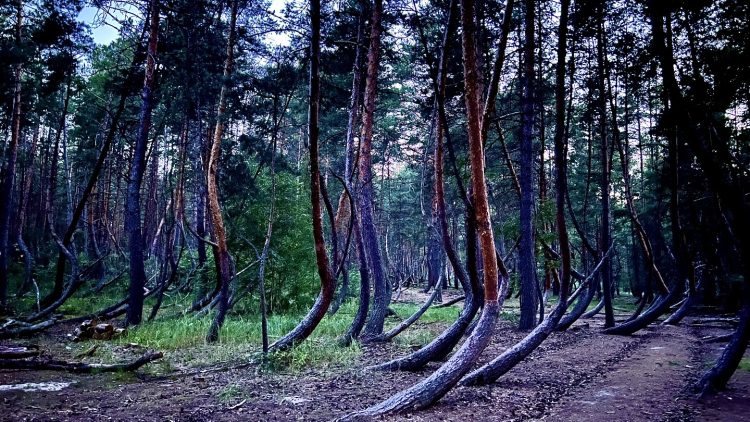 В Рязани появятся четыре тысячи гектаров нового леса