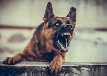 В районе рязанского поселка Шлаковый женщину покусала стая бездомных собак В районе рязанского поселка Шлаковый женщину покусала стая бездомных собак