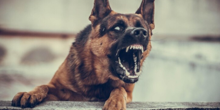 В районе рязанского поселка Шлаковый женщину покусала стая бездомных собак В районе рязанского поселка Шлаковый женщину покусала стая бездомных собак