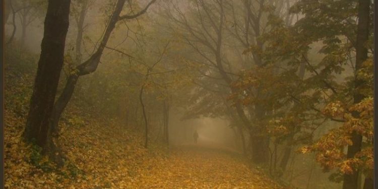 Рязанцев предупредили о сильном дневном тумане 28 октября Рязанцев предупредили о сильном дневном тумане 28 октября