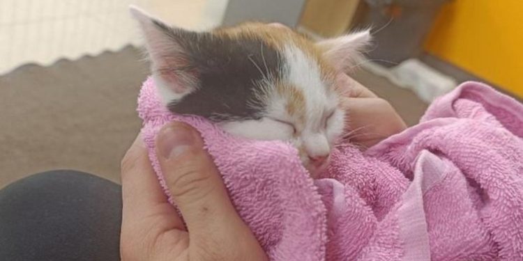 Спасенный рязанскими волонтерами котенок обрел любящую семью Спасенный рязанскими волонтерами котенок обрел любящую семью