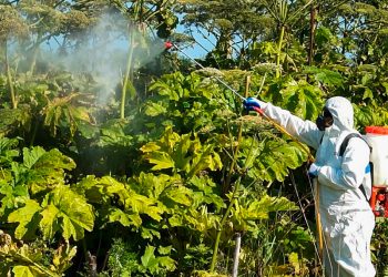 Рязанцам рассказали, какими методами следует бороться с борщевиком Сосновского