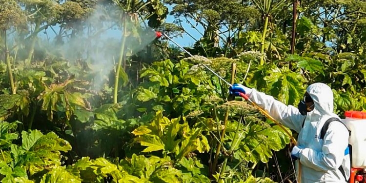 Рязанцам рассказали, какими методами следует бороться с борщевиком Сосновского