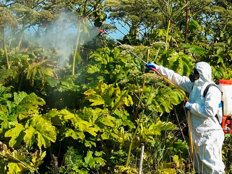 Рязанцам рассказали, какими методами следует бороться с борщевиком Сосновского