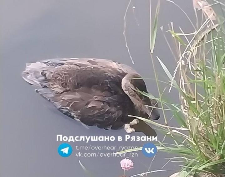 Рязанцы спасли утку, которая застряла в грязи на Черезовских прудах