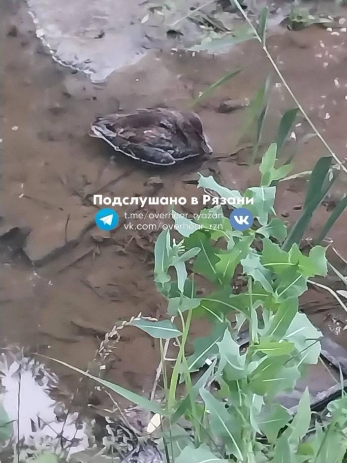 Рязанцы спасли утку, которая застряла в грязи на Черезовских прудах
