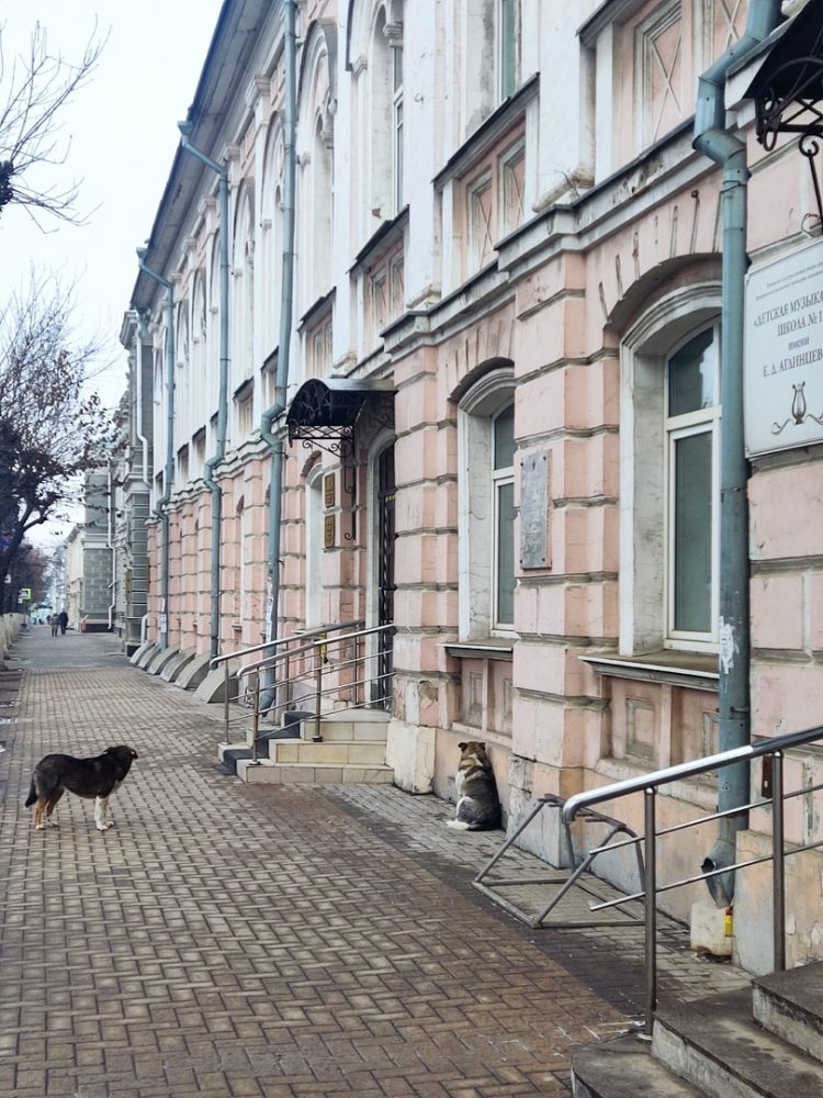 Рязанка пожаловалась на нападение бездомных собак в центре города