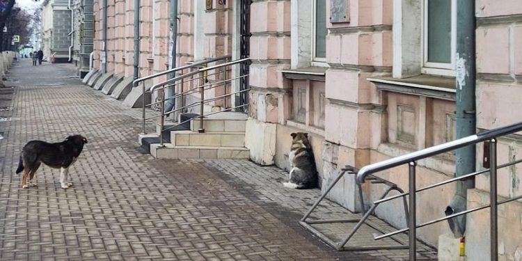 Рязанка пожаловалась на нападение бездомных собак в центре города