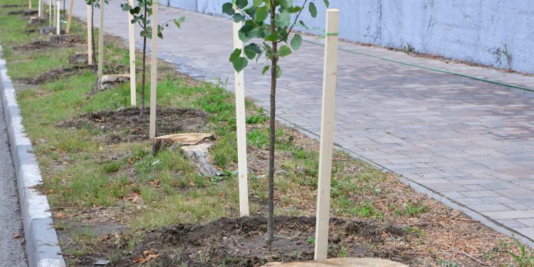 В центре Рязани высадили 33 липы