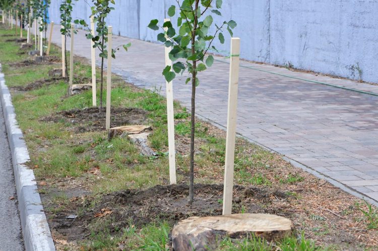 В центре Рязани высадили 33 липы