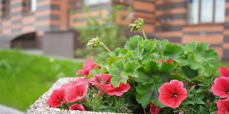 «Северная Компания» высадит пятьдесят новых деревьев «Северная Компания» высадит пятьдесят новых деревьев