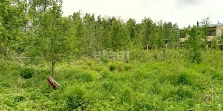 Со следующей весны у россиян будут изымать заброшенные участки