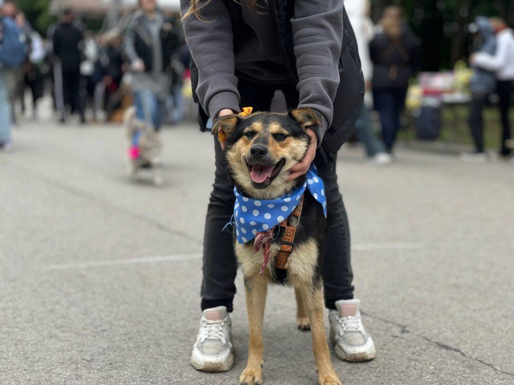 На выставке бездомных животных в Рязани пристроили 6 собак и 8 кошек