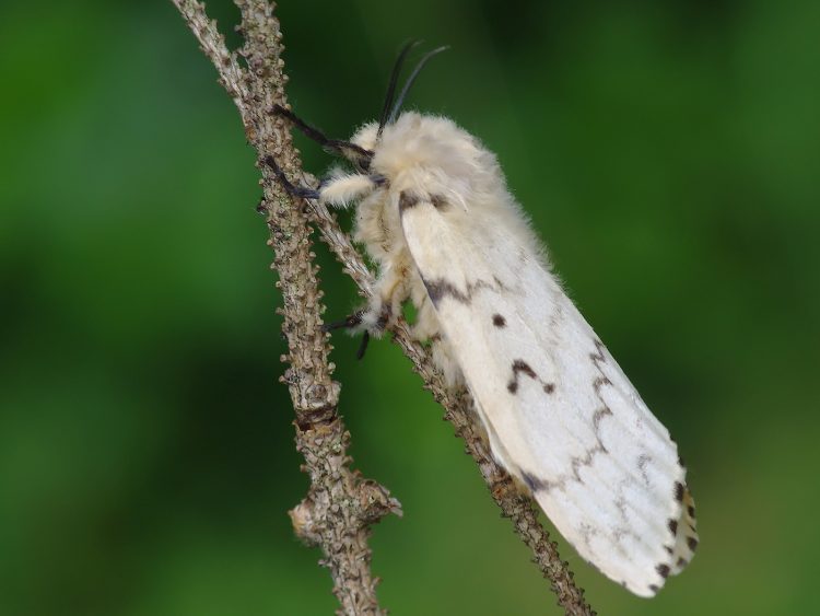 В Рязани непарный шелкопряд оказался устойчив к майским холодам