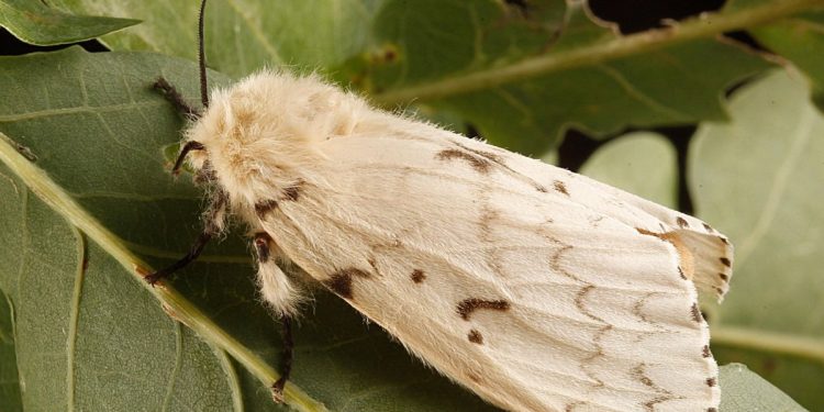 Численность непарного шелкопряда в Рязанском регионе сократится в 2025 году Численность непарного шелкопряда в Рязанском регионе сократится в 2025 году