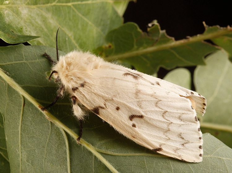 Численность непарного шелкопряда в Рязанском регионе сократится в 2025 году