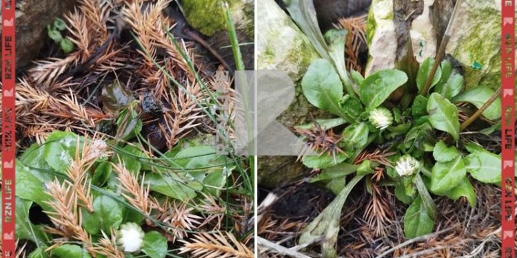 В рязанском Шилове из-за аномального тепла распустились маргаритки