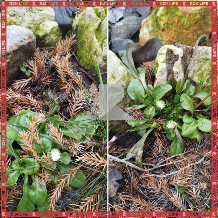 В рязанском Шилове из-за аномального тепла распустились маргаритки