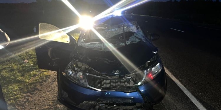 В Скопинском районе водитель на «Kia Rio» сбил лося