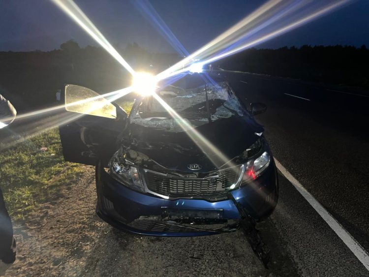 В Скопинском районе водитель на "Kia Rio" сбил лося