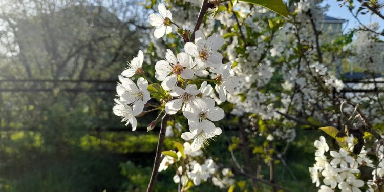 Синоптик Вильфанд: Центральную Россию ожидает экстремальное тепло в апреле