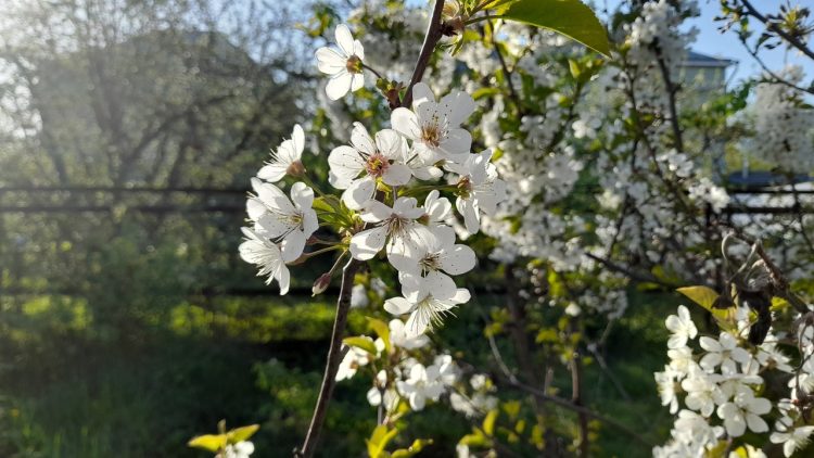 Синоптик Вильфанд: Центральную Россию ожидает экстремальное тепло в апреле