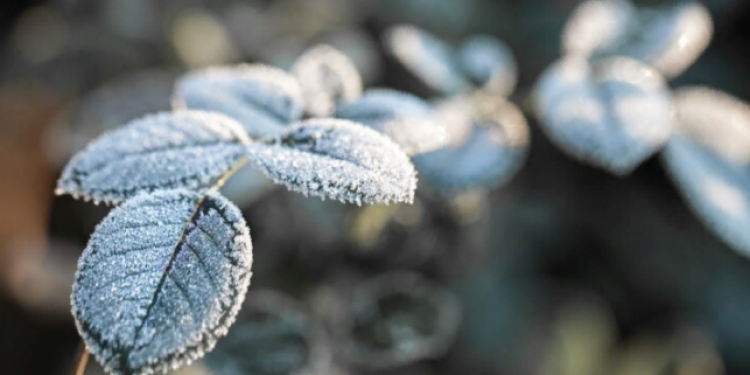 Метеоролог Тишковец: метеозима наступит в Центральной России во второй половине ноября