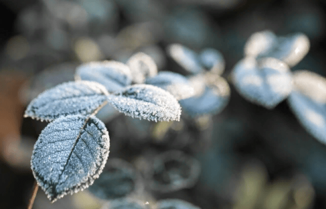 Метеоролог Тишковец: метеозима наступит в Центральной России во второй половине ноября