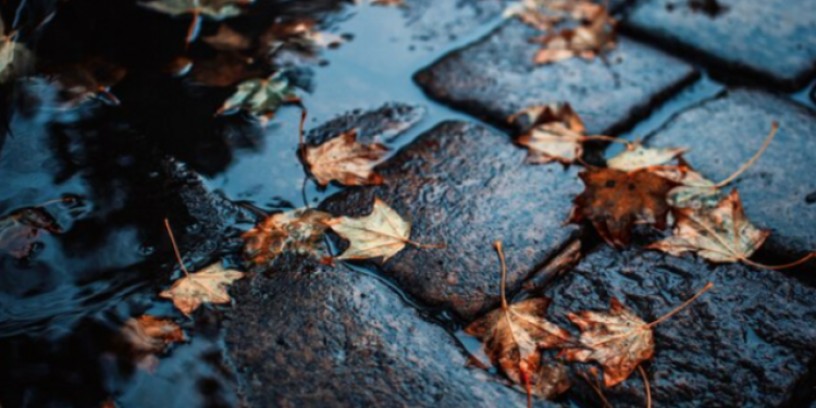 В четверг в Рязанской области ожидается дождь и до +12 градусов