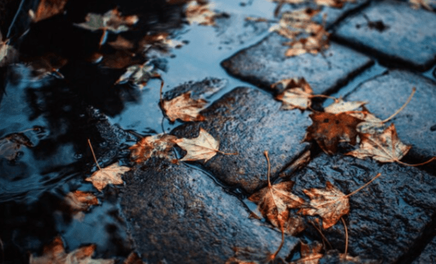 В четверг в Рязанской области ожидается дождь и до +12 градусов