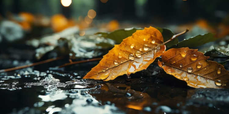 В пятницу в Рязанской области ожидается дождь и до +8 градусов В пятницу в Рязанской области ожидается дождь и до +8 градусов