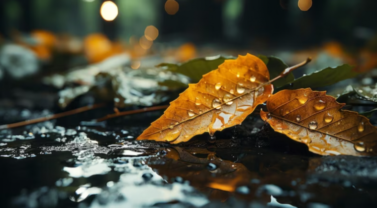 В пятницу в Рязанской области ожидается дождь и до +8 градусов