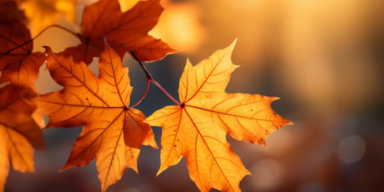 Метеоролог Вильфанд: в выходные в Центральной России ожидается сухая и комфортная погода