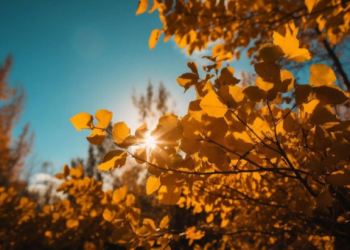 Синоптик Позднякова: дефицит солнечного света зафиксирован в октябре