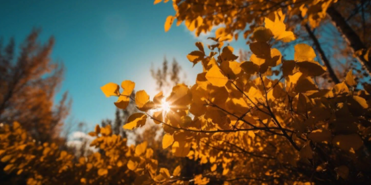 Синоптик Позднякова: дефицит солнечного света зафиксирован в октябре