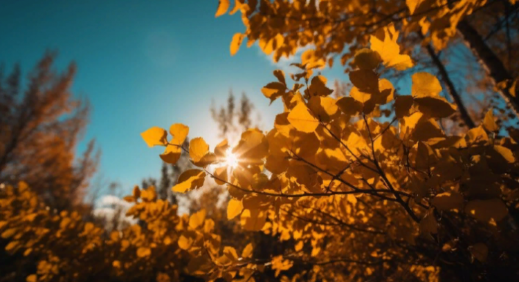 Синоптик Позднякова: дефицит солнечного света зафиксирован в октябре