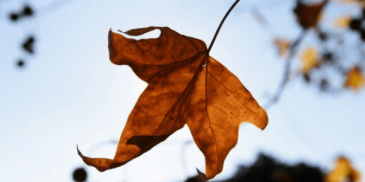 В предстоящие выходные в Центральной России ожидается порывистый ветер и дождь В предстоящие выходные в Центральной России ожидается порывистый ветер и дождь