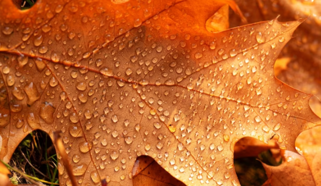 В пятницу в Рязанской области ожидаются дожди и до +8 градусов