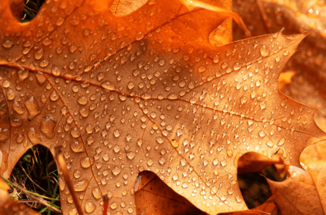 В пятницу в Рязанской области ожидаются дожди и до +8 градусов