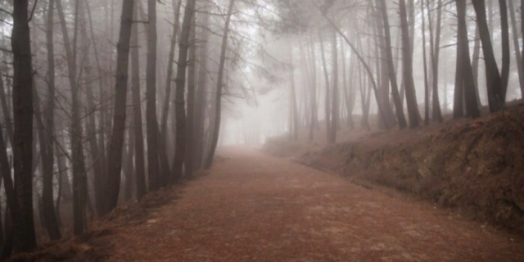 В субботу в Рязанской области ожидается туман и до +8 градусов