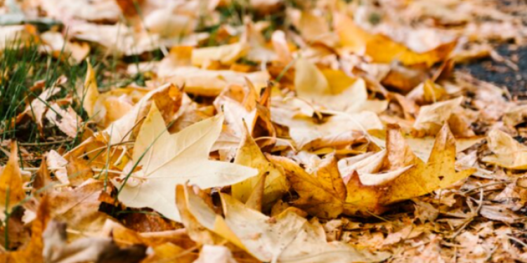 В четверг в Рязанской области ожидается гололедица и до -1 градуса